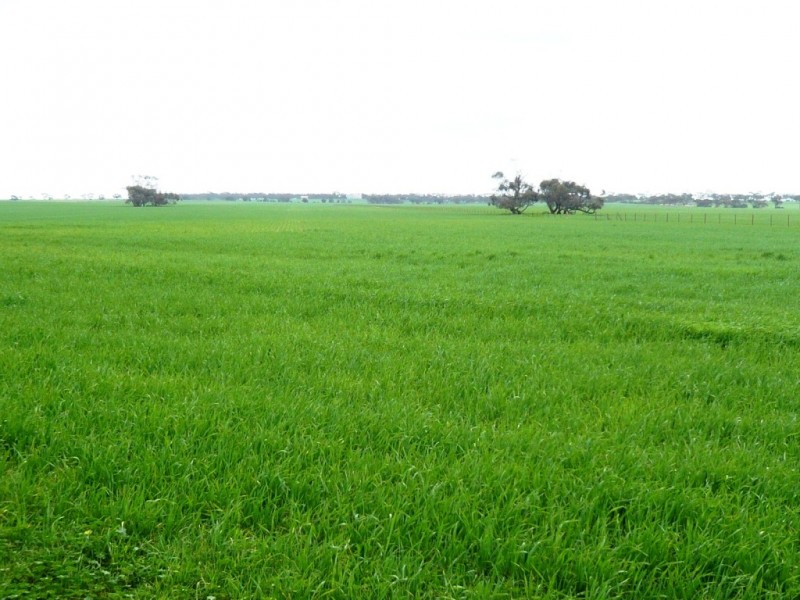 * 287.74ha “TIROROA” 711acs, Blyth SA 5462