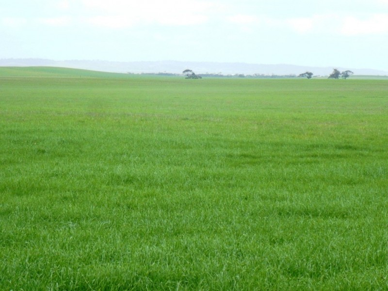 * 287.74ha “TIROROA” 711acs, Blyth SA 5462