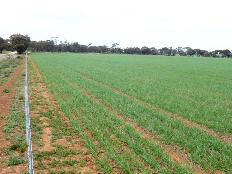 * 287.74ha “TIROROA” 711acs, Blyth SA 5462