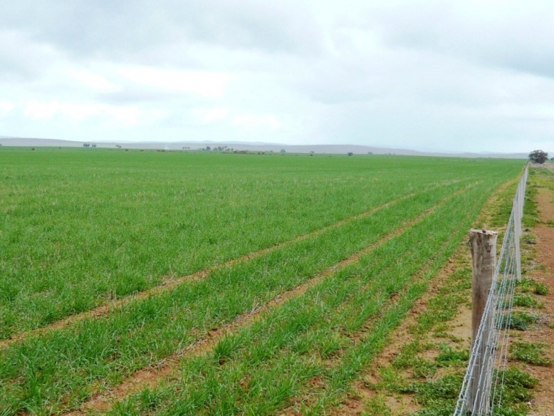 * 287.74ha “TIROROA” 711acs, Blyth SA 5462