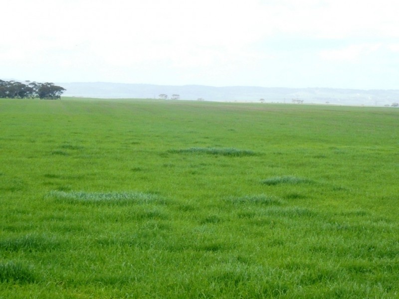 * 287.74ha “TIROROA” 711acs, Blyth SA 5462