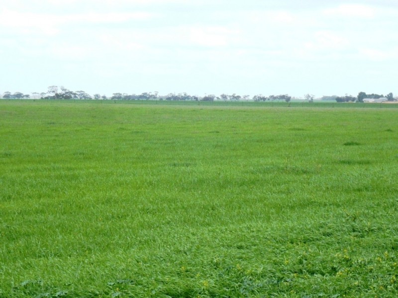 * 287.74ha “TIROROA” 711acs, Blyth SA 5462