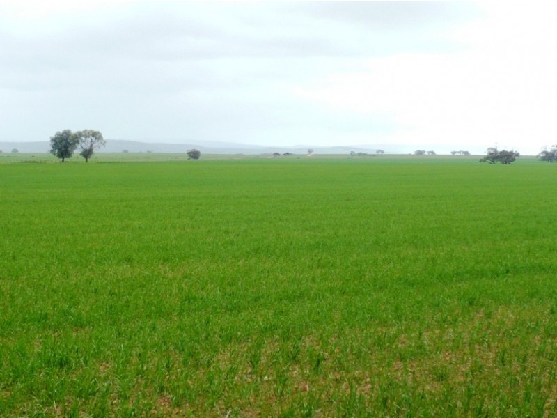 * 287.74ha “TIROROA” 711acs, Blyth SA 5462