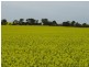* 552.69ha Arltunga/ Hickmans 1365.5acs, Stansbury SA 5582