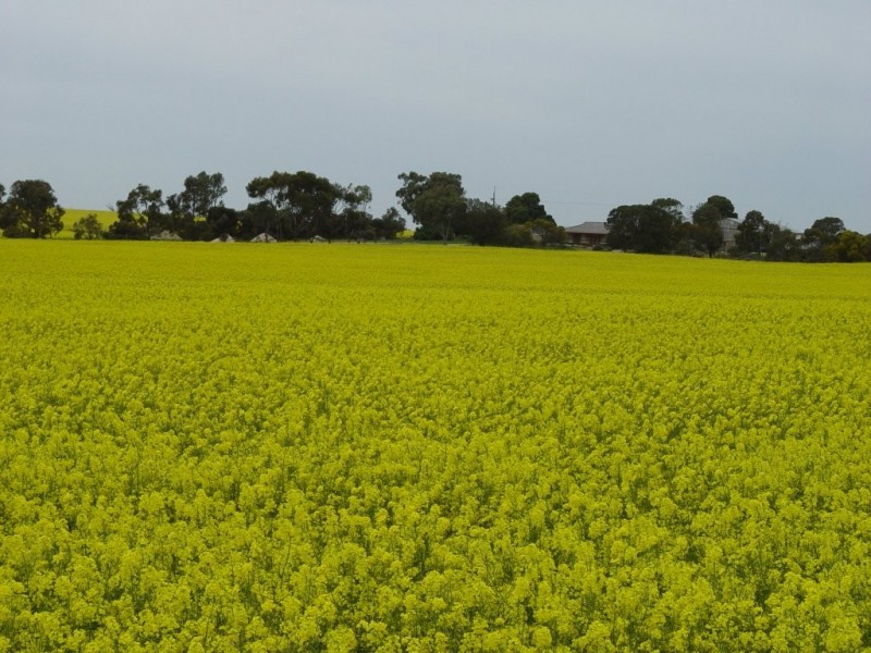* 552.69ha Arltunga/ Hickmans 1365.5acs, Stansbury SA 5582