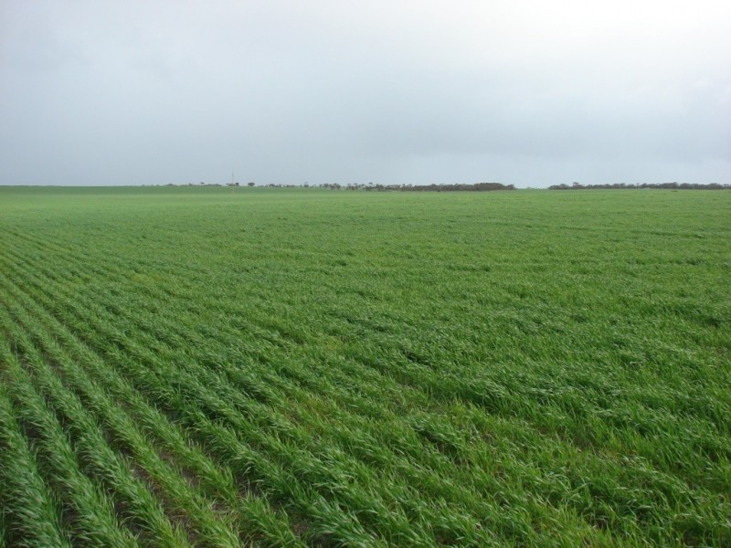 * 552.69ha Arltunga/ Hickmans 1365.5acs, Stansbury SA 5582