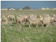 * 552.69ha Arltunga/ Hickmans 1365.5acs, Stansbury SA 5582
