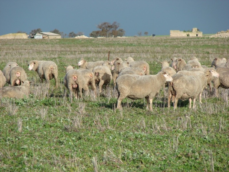* 552.69ha Arltunga/ Hickmans 1365.5acs, Stansbury SA 5582