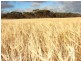 * 552.69ha Arltunga/ Hickmans 1365.5acs, Stansbury SA 5582