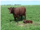 * 552.69ha Arltunga/ Hickmans 1365.5acs, Stansbury SA 5582