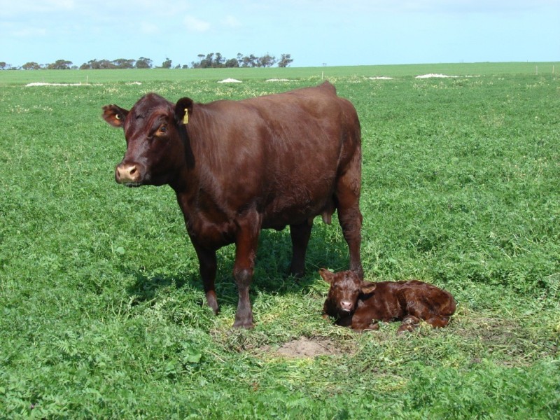 * 552.69ha Arltunga/ Hickmans 1365.5acs, Stansbury SA 5582