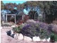 * 552.69ha Arltunga/ Hickmans 1365.5acs, Stansbury SA 5582