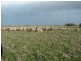 * 552.69ha Arltunga/ Hickmans 1365.5acs, Stansbury SA 5582