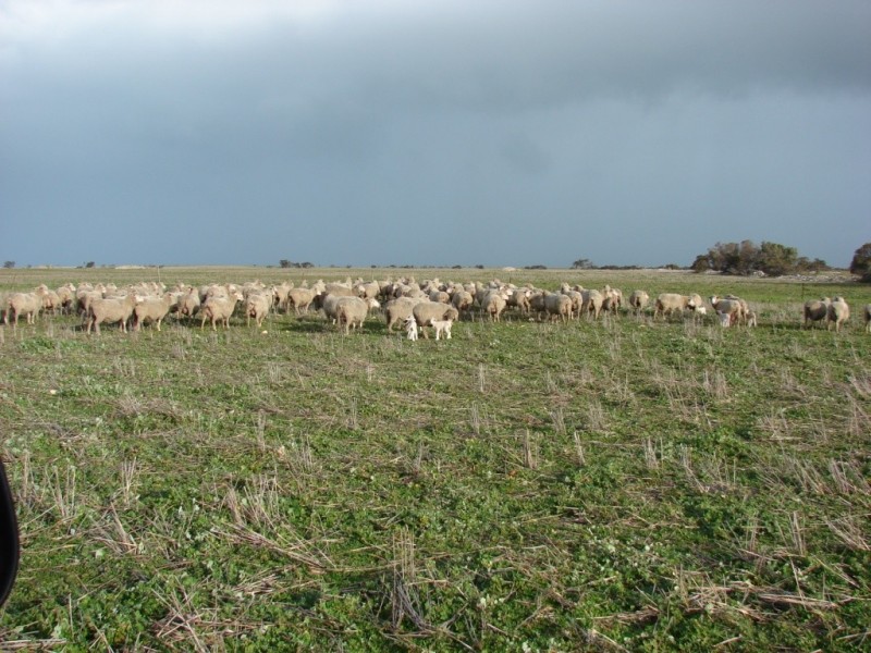 * 552.69ha Arltunga/ Hickmans 1365.5acs, Stansbury SA 5582