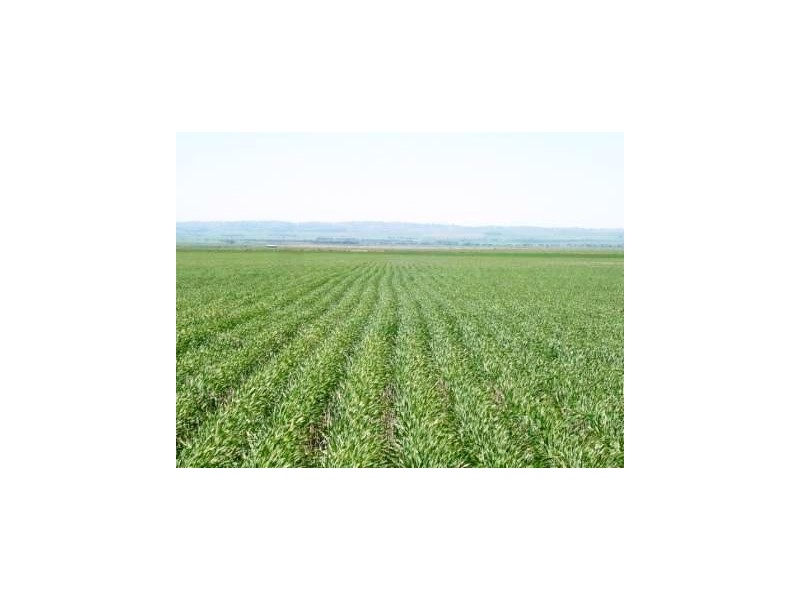 * 129ha Cummins 319acs, Lake View SA 5555