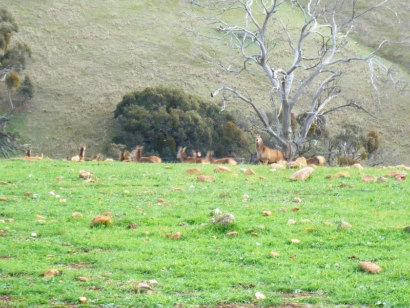 * 297.6ha Whitings 735.5acs, Jamestown SA 5491