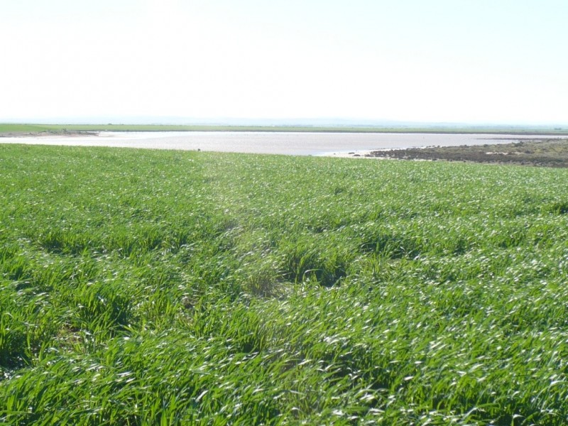 * 1208.56ha Karalee 2,986acs, Snowtown SA 5520