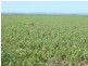 * 1208.56ha Karalee 2,986acs, Snowtown SA 5520