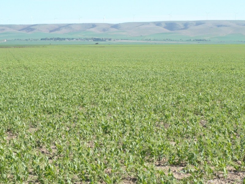 * 1208.56ha Karalee 2,986acs, Snowtown SA 5520