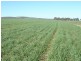 * 1208.56ha Karalee 2,986acs, Snowtown SA 5520