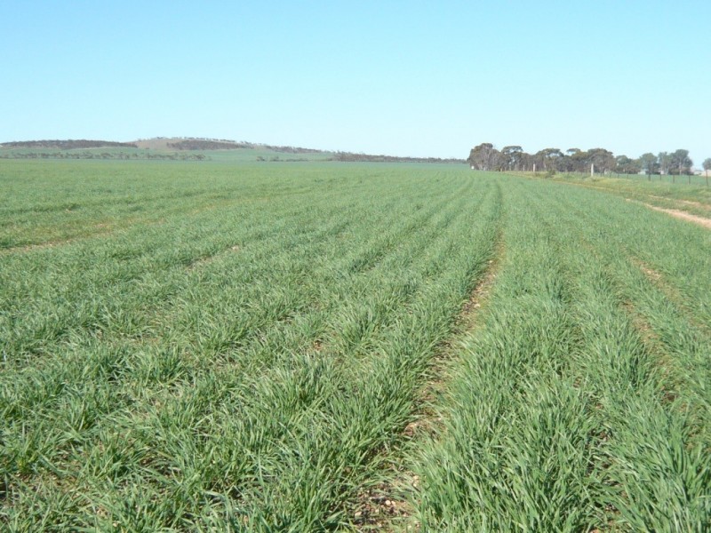 * 1208.56ha Karalee 2,986acs, Snowtown SA 5520