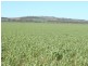 * 1208.56ha Karalee 2,986acs, Snowtown SA 5520