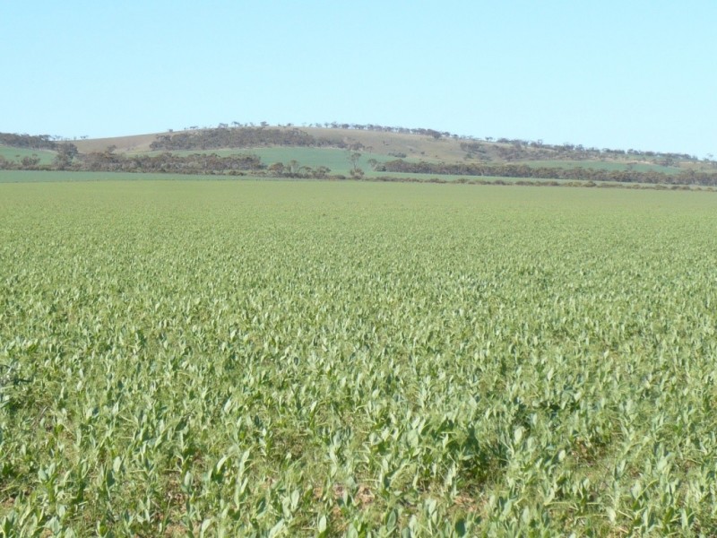 * 1208.56ha Karalee 2,986acs, Snowtown SA 5520