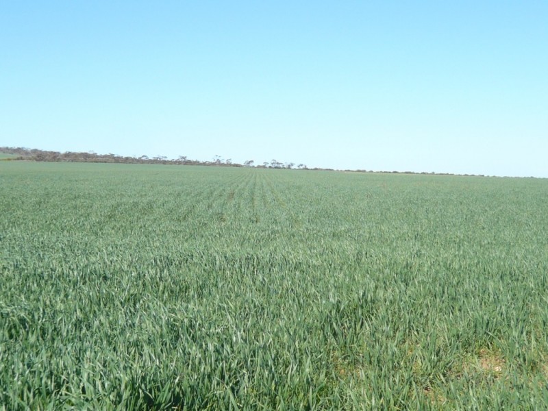 * 1208.56ha Karalee 2,986acs, Snowtown SA 5520