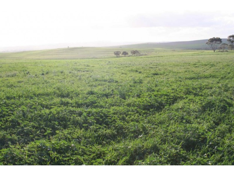 * Powerline Road, Gladstone SA 5473