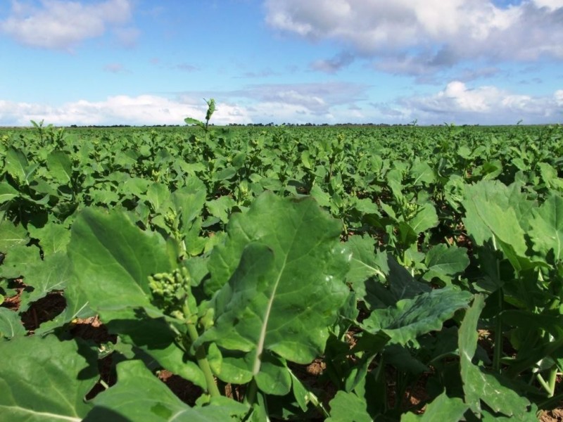 * 214.29ha Badu Bamal 529.62acs, Langhorne Creek SA 5255