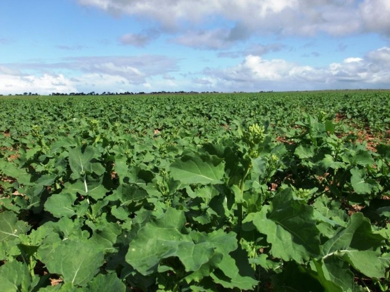 * 214.29ha Badu Bamal 529.62acs, Langhorne Creek SA 5255