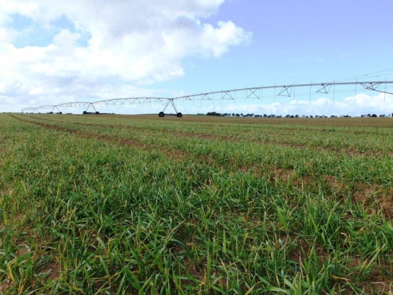 * 214.29ha Badu Bamal 529.62acs, Langhorne Creek SA 5255