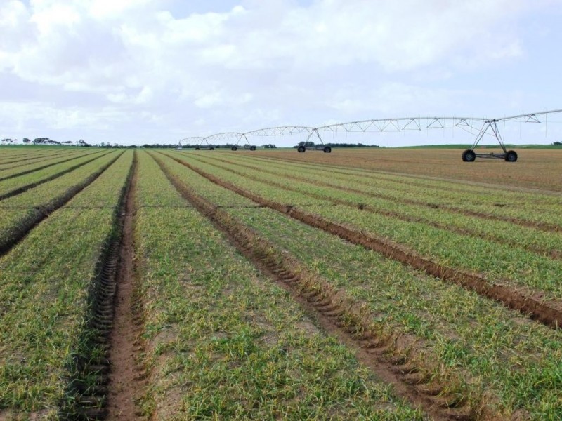 * 214.29ha Badu Bamal 529.62acs, Langhorne Creek SA 5255