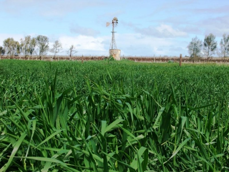 * 214.29ha Badu Bamal 529.62acs, Langhorne Creek SA 5255