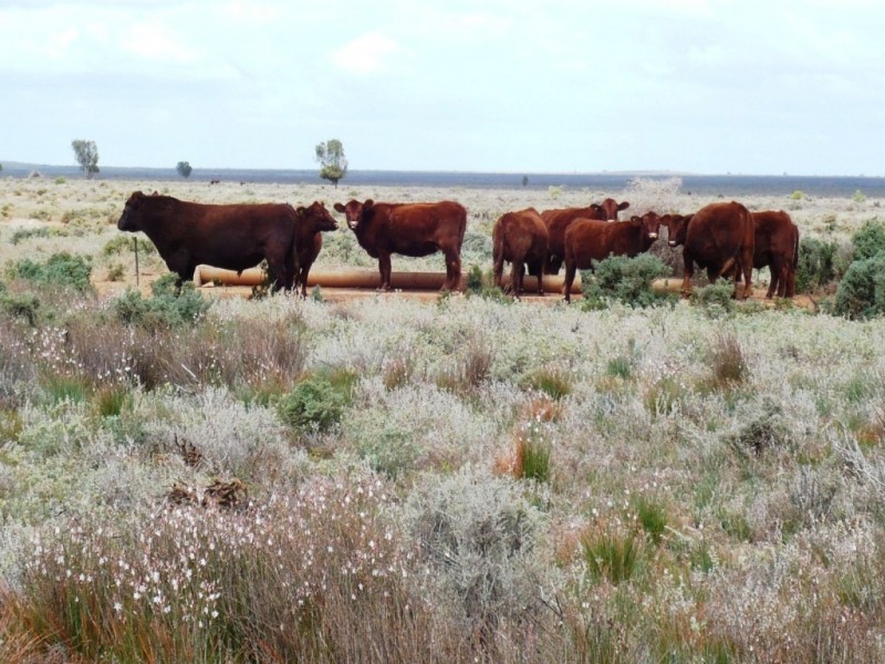 * 12,945ha Caroona Station 31,994acs, Burra SA 5417