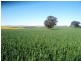 * 206.75ha “Range Park” 511acs, Hill River SA 5453