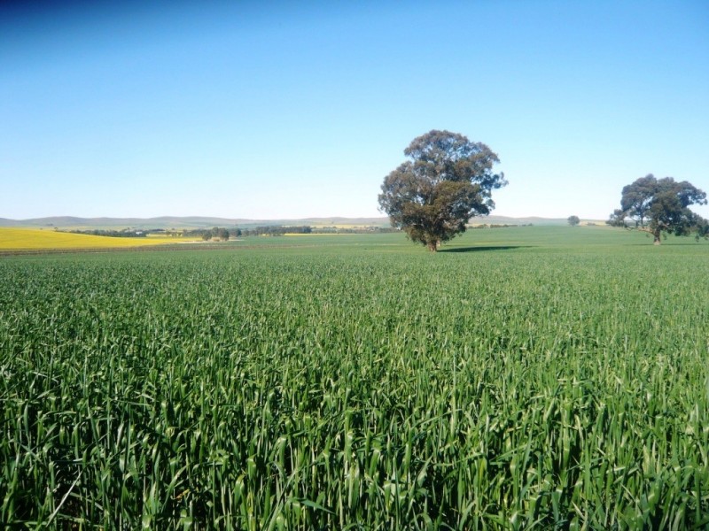 * 206.75ha “Range Park” 511acs, Hill River SA 5453