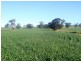 * 206.75ha “Range Park” 511acs, Hill River SA 5453