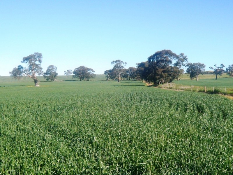 * 206.75ha “Range Park” 511acs, Hill River SA 5453