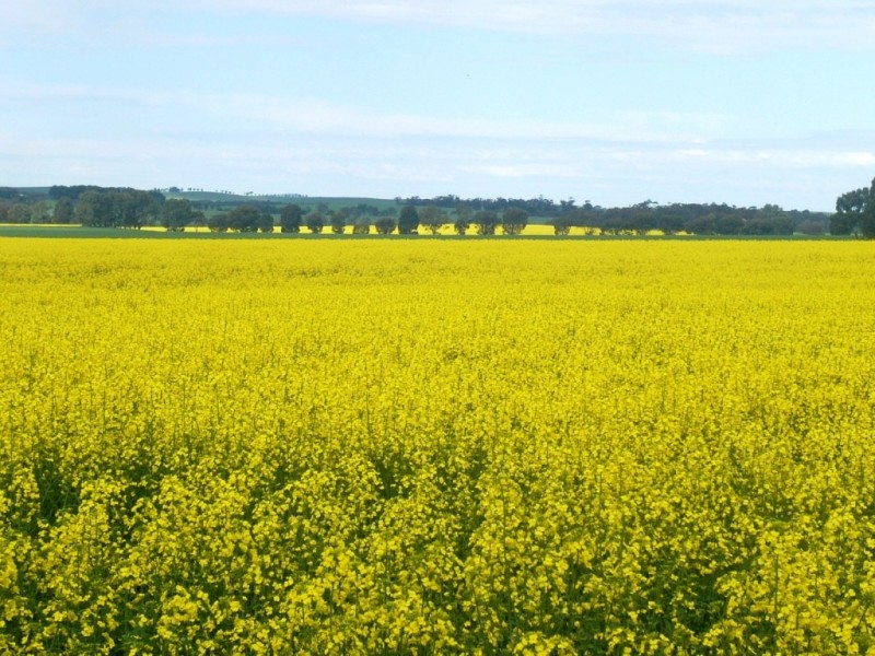 * 206.75ha “Range Park” 511acs, Hill River SA 5453