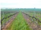 * 206.75ha “Range Park” 511acs, Hill River SA 5453