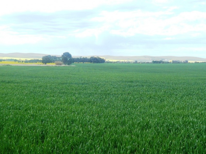 * 206.75ha “Range Park” 511acs, Hill River SA 5453
