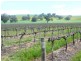 * 206.75ha “Range Park” 511acs, Hill River SA 5453