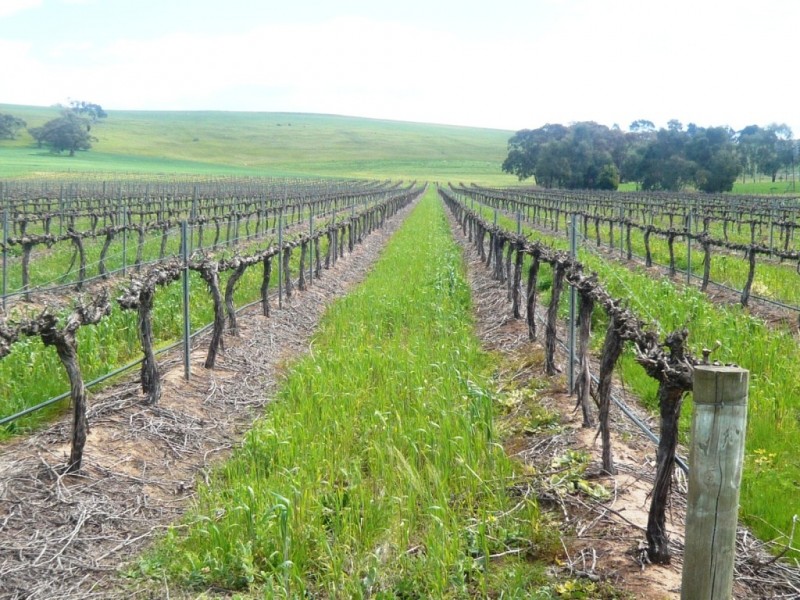 * 206.75ha “Range Park” 511acs, Hill River SA 5453