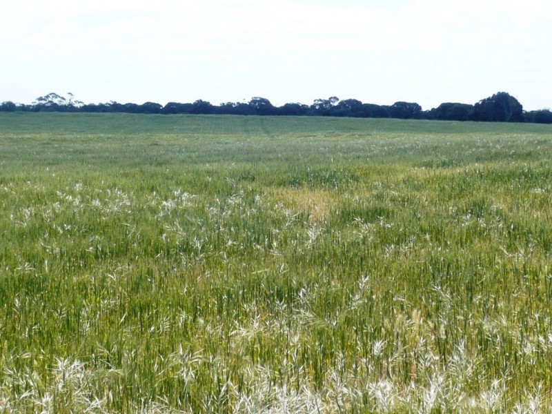 * 240.12ha Moores 593.45acs, Minlaton SA 5575