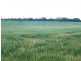 * 240.12ha Moores 593.45acs, Minlaton SA 5575