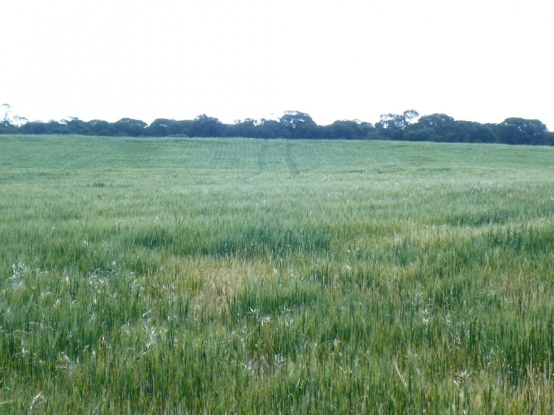 * 240.12ha Moores 593.45acs, Minlaton SA 5575