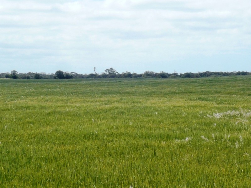 * 240.12ha Moores 593.45acs, Minlaton SA 5575