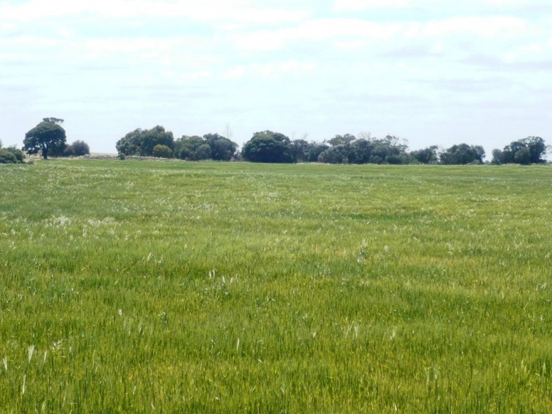 * 240.12ha Moores 593.45acs, Minlaton SA 5575