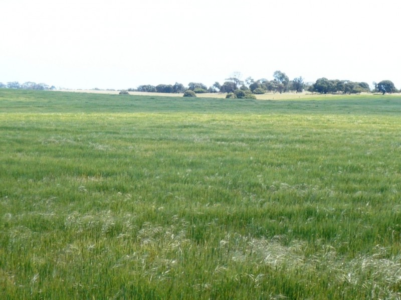 * 240.12ha Moores 593.45acs, Minlaton SA 5575